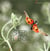 Speed flyers, le vol des insectes révélé