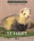 Le furet