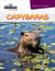 Capybaras