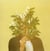 French Kiwi Juice