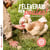 J'élèverais bien des poules