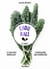 Chou kale - les recettes