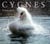 Cygnes