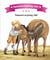 Aventures au poney-club - naissance au poney-club