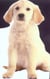 Pop corn, le chiot