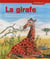 Girafe