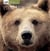 L'ours brun