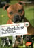 Bien vivre avec mon Staffordshire bull terrier