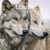 Loups (édition 2026)