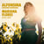Alfonsina : Canciones argentinas