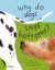 Why do dogs sniff bottoms? curious questions about your favourite pet