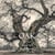 Oak from seed to ancient tree /anglais