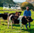 Bretonne Pie-noir, la vache des paysans heureux