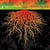 Best Of Deep Root