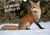 Le petit rouquin (calendrier mural 2021 din a4 horizontal) - 13 photos de renards au fil des quatre