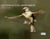 Les oiseaux d'un jardin nimois