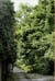 Ailanthus altissima