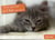 Une question de chats par jour