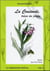 La consoude, trésor du jardin
