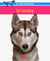 Le husky - HUSKY -LE -NE [NUM]