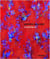 Andrea bischof color truth /anglais/allemand