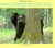 Dans la taniere de l ours noir