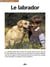 Le labrador