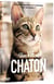 Une vie de chaton
