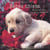 Bebes chiens - illustrations, couleur