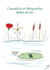 Coquelicot et marguerite, belles du lac
