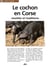 Le cochon en Corse : recttes et traditions