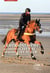 L'entrainement du couple cheval de sport/cavalier : exemple en coucours complet - exemple en concour