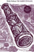 His dark materials the amber spyglass