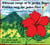 Hibiscus rouge et le jardin fleuri : À partir de 6 ans