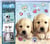 Snap'Art - Chiots