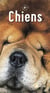 Chiens