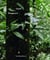 Daniel steegmann mangrane: a leaf-shaped animal draws the hand