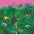 Good nature - édition colorée