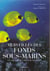 Merveilles des fonds sous-marins - les plus beaux sites de plongee