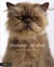Humeur de chat