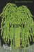 Veine