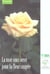 La rose sous serre pour la fleur coupée