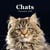 Chats - calendrier (édition 2021)