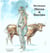 Heros & bovins