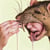 Survival Mode - Rat Edition