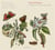Violon