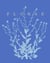 Florae, le temps des fleurs