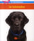 Le labrador