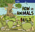 How Animals Build 1ed -anglais-