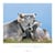 Calendrier fous de vaches 2017